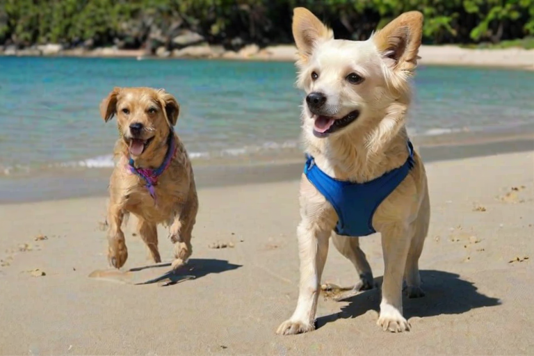 bikini doggy