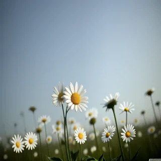 daisy wallpaper desktop