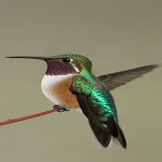 hummingbird.png