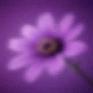 purple flower iphone wallpaper