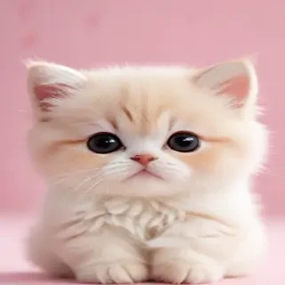 pretty and cute wallpapers