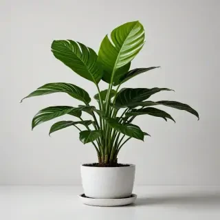 house plant png