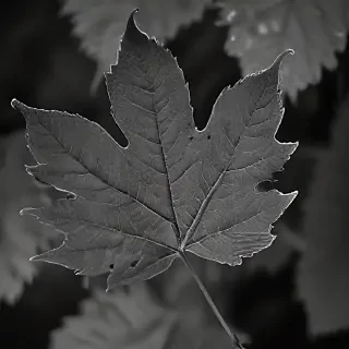 leaf images black and white