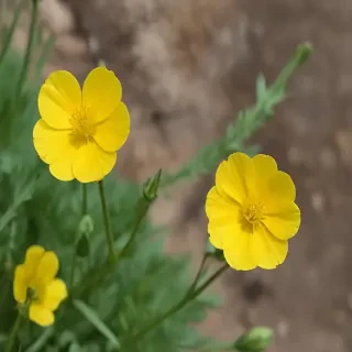 buttercup flower