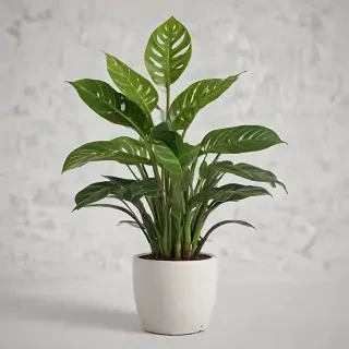 indoor plant png