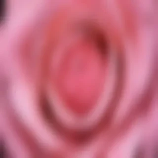 pink iphone wallpaper hd