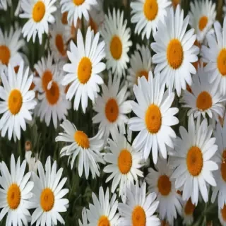 daisy wallpaper for desktop