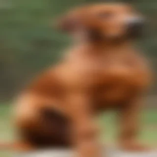 redbone coonhound