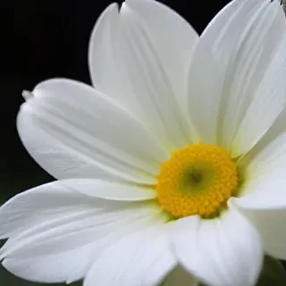 iphone white flower wallpaper