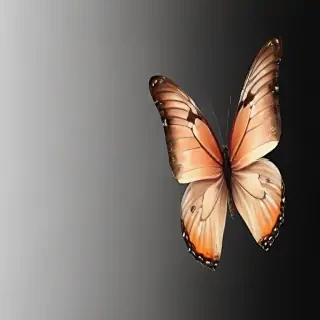 butterfly background transparent