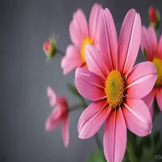 flower computer wallpaper