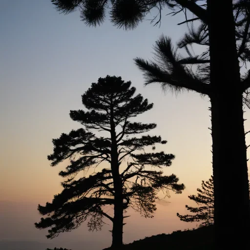 pine tree silhouette png