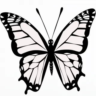 butterfly png outline