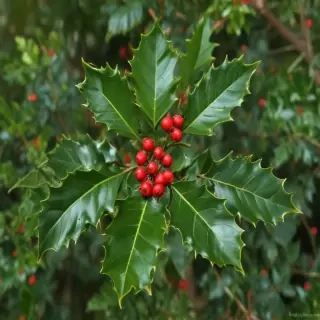 holly picture