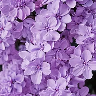 aesthetic lilac wallpaper