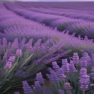 aesthetic lavender wallpaper