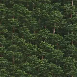 background trees