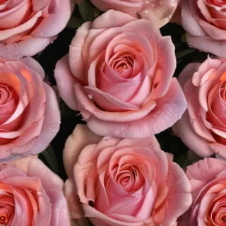 rose flower