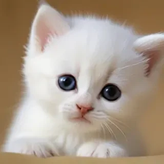 kitten wallpaper iphone