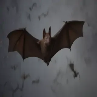 pictures of halloween bats