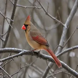 female cardinal
