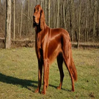 irish setter dog breed