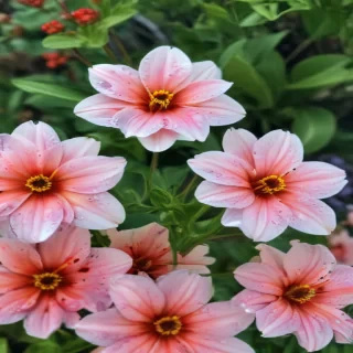 iphone wallpaper nature flowers