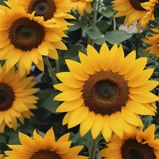 aesthetic sunflower