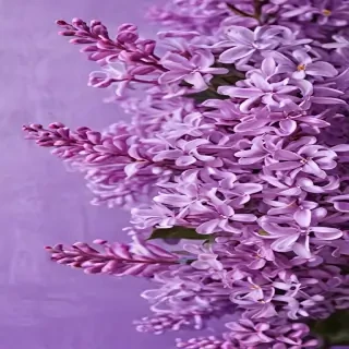 lilac background