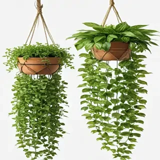 hanging plants png