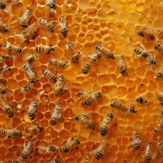 honey background