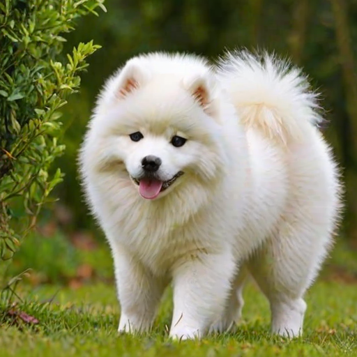 samoyed dog breed