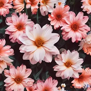 wallpaper aesthetic flowers