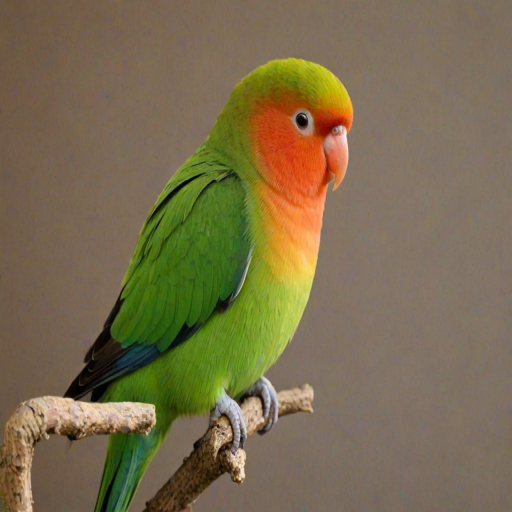 lovebird