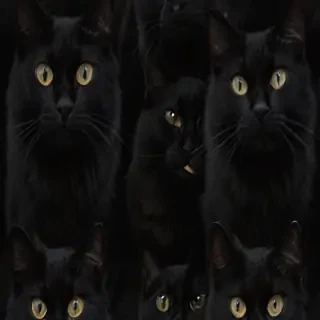 black cats