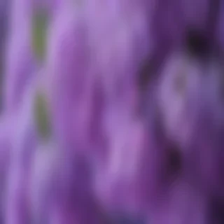 aesthetic lilac wallpaper