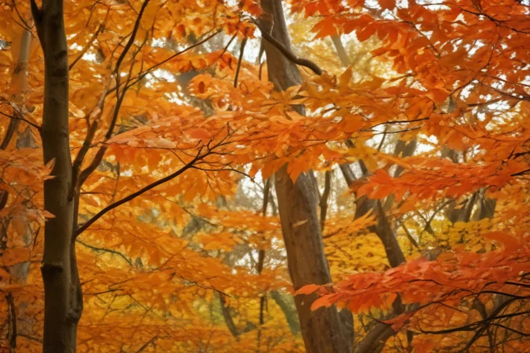 fall leaves