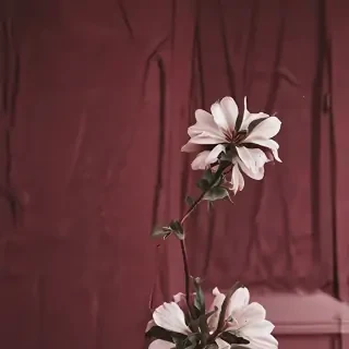 maroon aesthetic