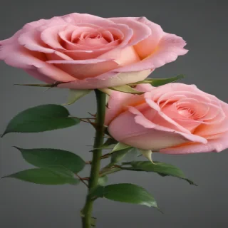 rose png transparent