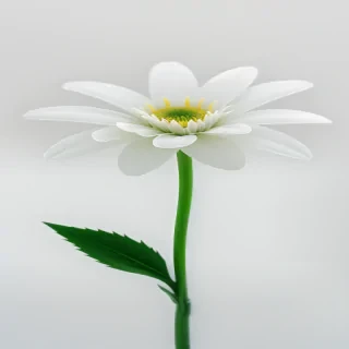 white flower transparent background