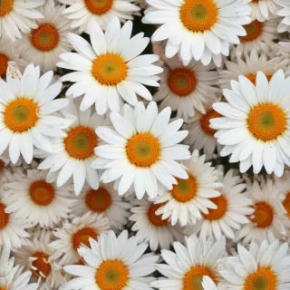daisy background