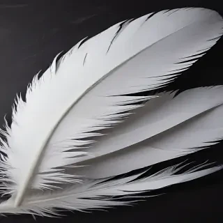 feather background