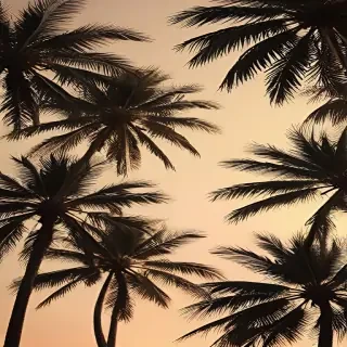 palm tree background