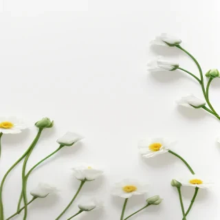 white background with flowers