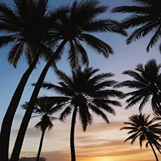 palm tree background