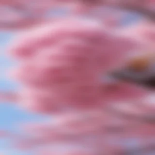 cherry blossom backgrounds