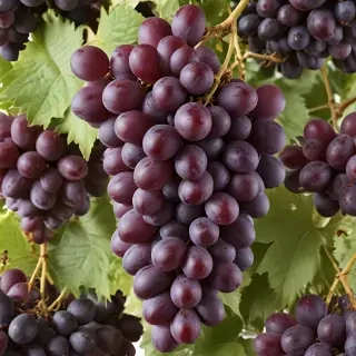 grapes png
