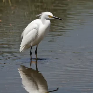 snowy egret