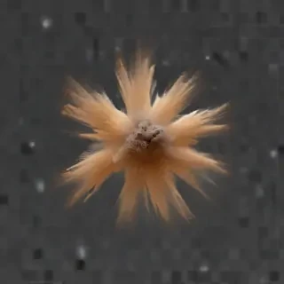 dust particles png