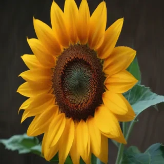 aesthetic sunflower